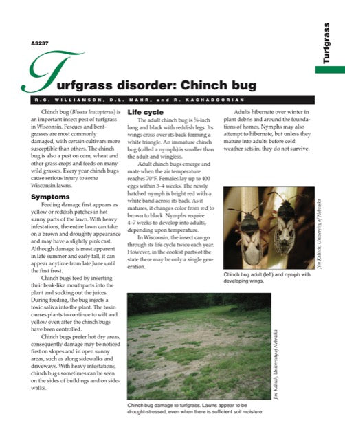 Turfgrass Disorder: Chinch Bug