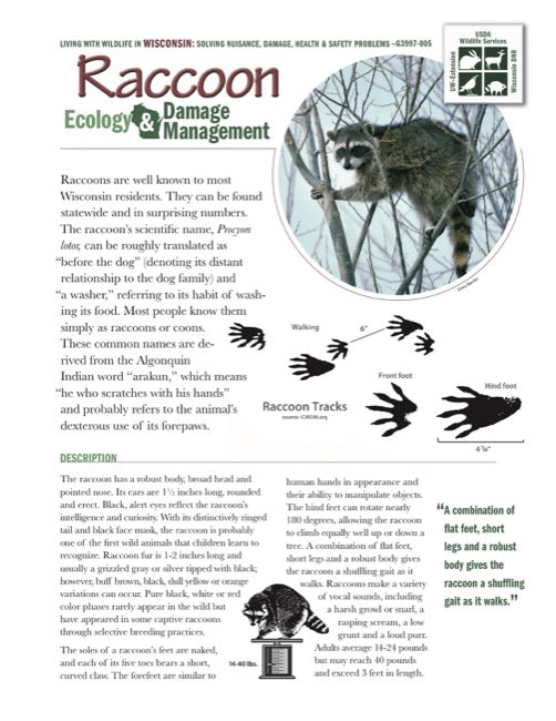 Raccoon Ecology and Damage Management